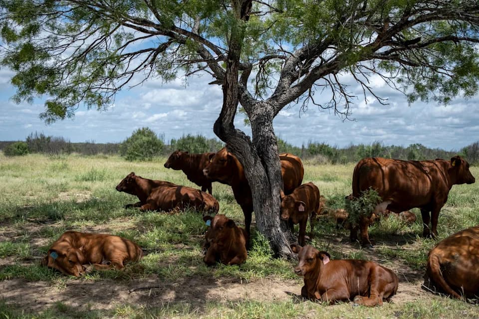 Where's the Beef From? Trump's Tariff Waiver for Imported Ground Beef Sparks Industry Backlash