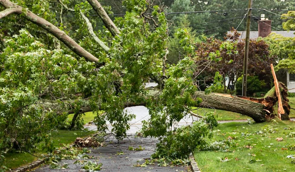 Protecting Mature Trees Could Save 100+ Lives a Year in Chicago, Study Finds