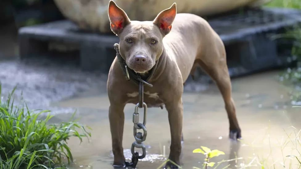 42 Dogs Rescued From Filthy, Chained Conditions in South Carolina; Dogfighting Probe Underway