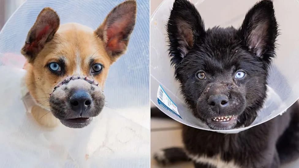 Queens Puppies With Muzzles Wired Shut Recover After Rescue — Now Ready For Adoption