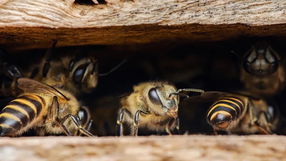 Florida Solar Farms Turn Into Working Landscapes — Bees, Grazing Animals and Crop Research