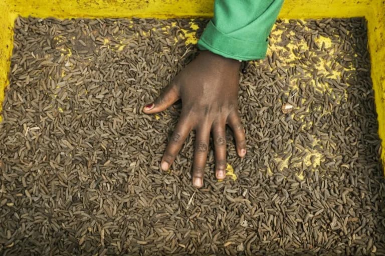 From Redworms to Soldier Flies: Kenyan Farmers Turn to Insects to Combat Soil Degradation and Rising Fertiliser Costs