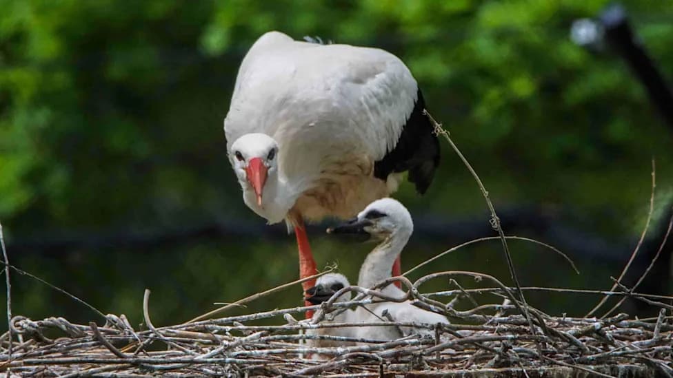 Record-Breaking Season: Cotswold Wildlife Park Hatches 49 White Stork Chicks for Rewilding