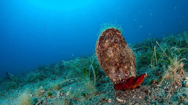 Europe’s Warmer Seas Are Tempting Swimmers — Scientists Warn Of Alarming Ecological Damage