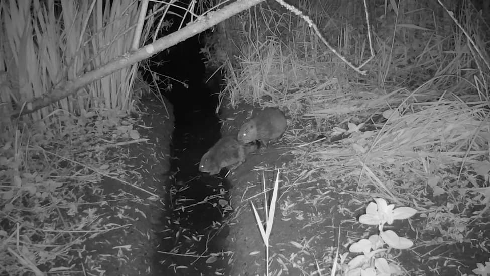 First Wild Beaver Kits Born in Norfolk in 500 Years — Pensthorpe Records Rare Wildlife Milestone