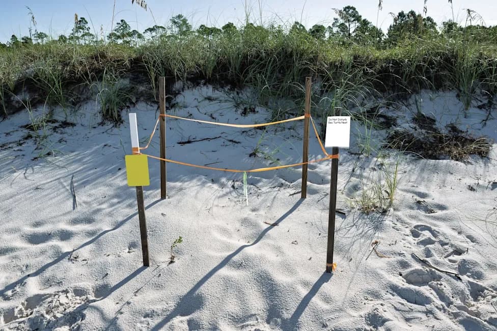 Florida Loggerheads Set Local Nesting Records as Habitat Protections Face Legal Threats