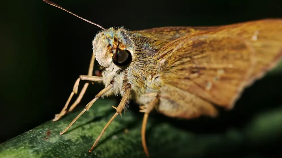 From Fewer Than 10 To Thousands: The Poweshiek Skipperling's Remarkable Comeback