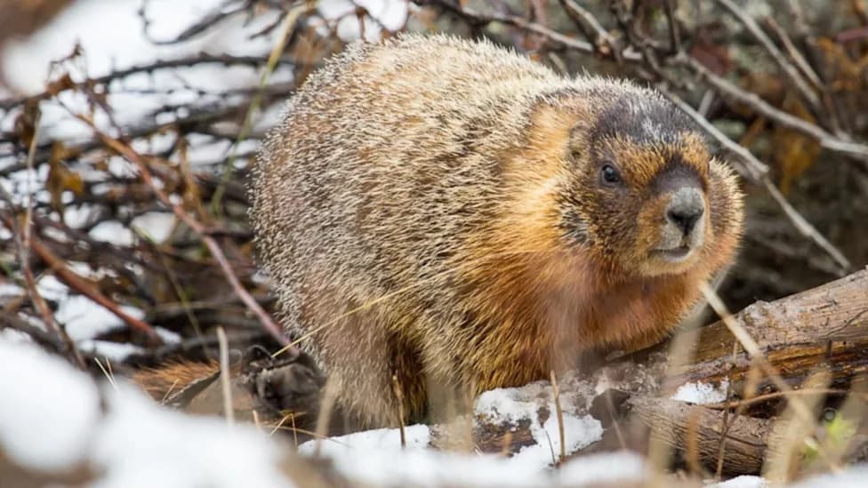 Vote for the Chonkiest: Fat Marmot Week Returns Aug. 24–28