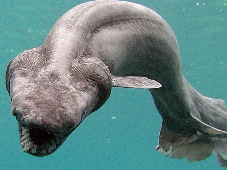 25 Alien-Like Deep-Sea Creatures and the Strange Tricks That Keep Them Alive