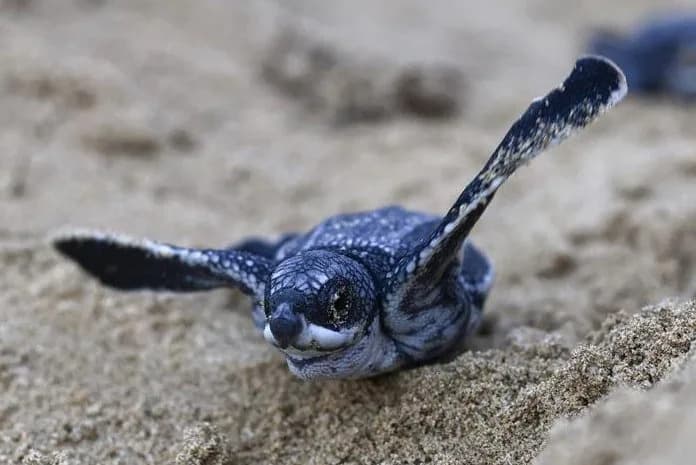 Leatherback Sea Turtles Return to Panama’s Pacific Coast After Nearly a Decade — 178 Eggs Safeguarded