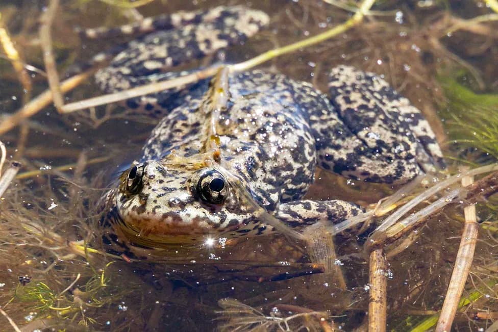 Over 3,000 Endangered Mountain Yellow‑Legged Frogs Released in California as Conservation Effort Reaches New Milestone