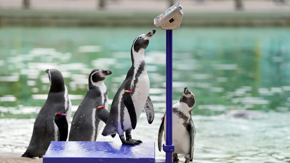 10,000 Animals Weighed at London Zoo — Why That Tupperware Bowl Matters to Global Conservation