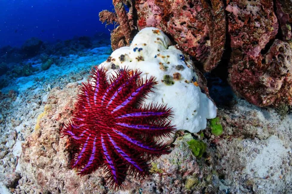 How the Crown-of-Thorns Starfish Dissolves Living Coral — A Threat to Reefs