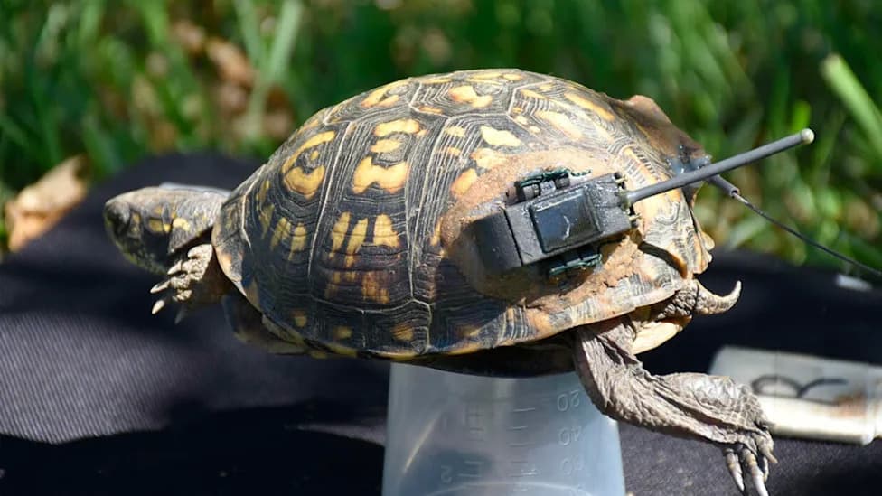 Spools and Signals: How Researchers Follow Eastern Box Turtles to Their Nests