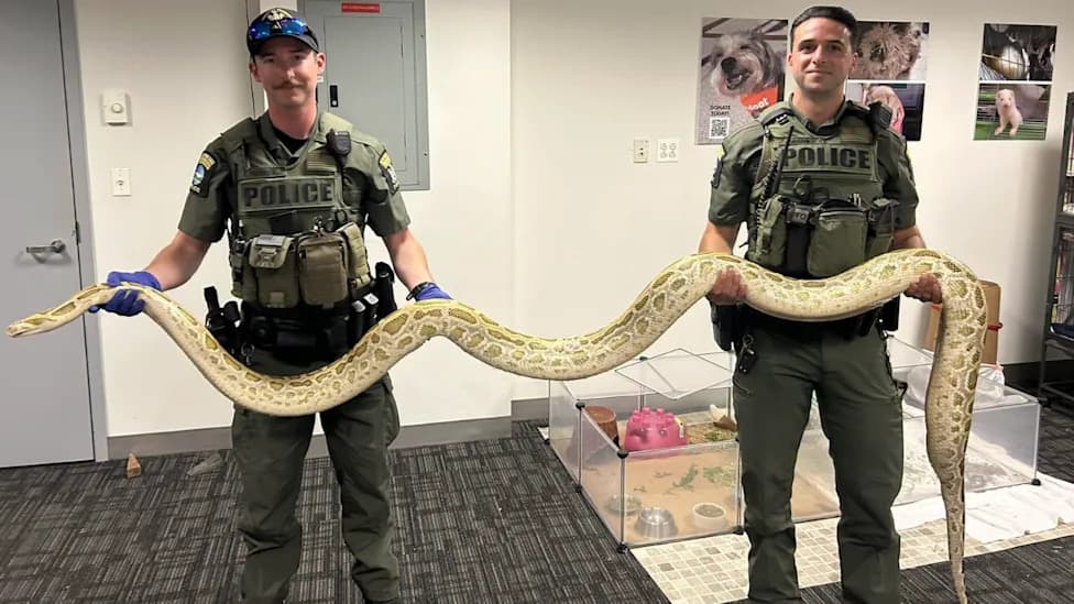 Police Seize Suspected 10-Foot Burmese Python at Coney Island; Owner Ticketed