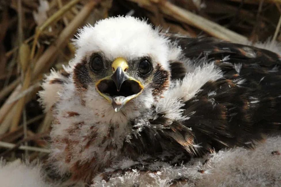 Rare Montagu's Harrier Raises Six Chicks at Secret U.K. Farmland — A Conservation Win