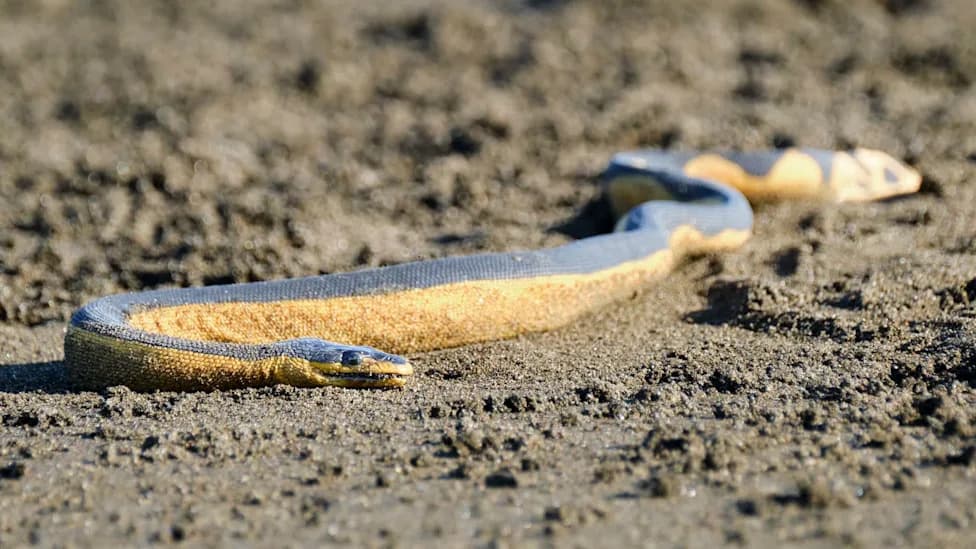 Super El Niño May Drive Venomous Yellow‑Bellied Sea Snakes Into Southern California Surf — What Beachgoers Need To Know