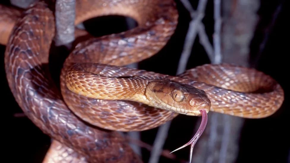 How A Few Stowaway Snakes Became 30,000 Per Square Mile On Guam — A Genome Study Explains Why