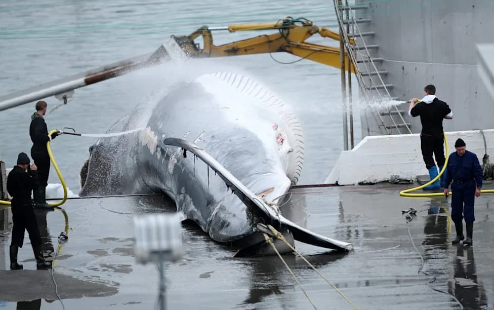 From the Cod Wars to Brussels: Iceland’s Fishermen at the Heart of a Knife-Edge EU Referendum