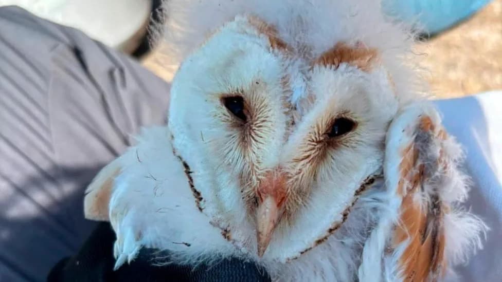 Rare 'Magical' Barn Owls Flourish in County Fermanagh — 10 Chicks Ringed After 50 Years