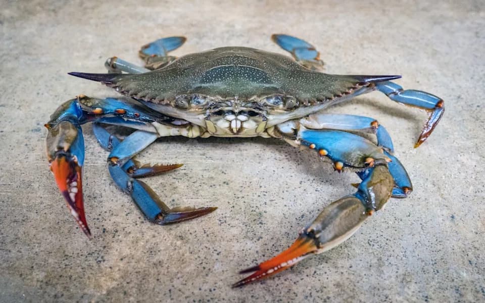 Italy Releases 130,000 Lab-Bred Octopuses To Battle Invasive Blue Crab Invasion