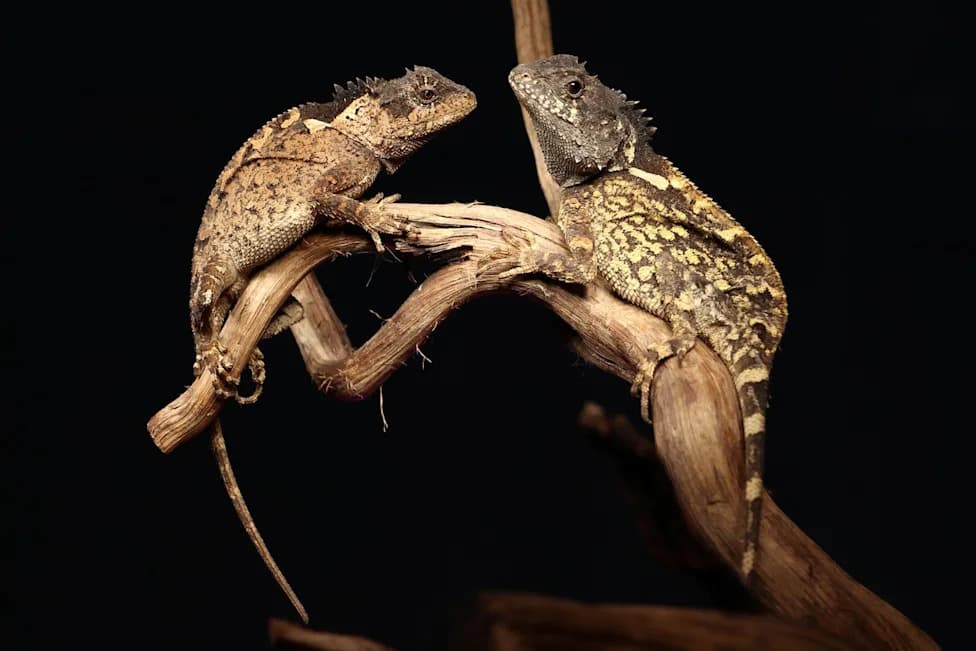 Tiny 'Horned Dragon' Lizard Discovered in Thailand — Named After 'House of the Dragon' Character