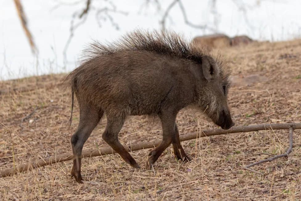 Wild Boar Charges Into Kerala Home — Uncle Pulls 2-Year-Old to Safety