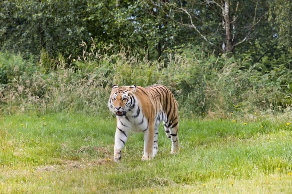 Hope Returns to the Steppe: Amur Tigress Umit Released Into Kazakhstan Wild