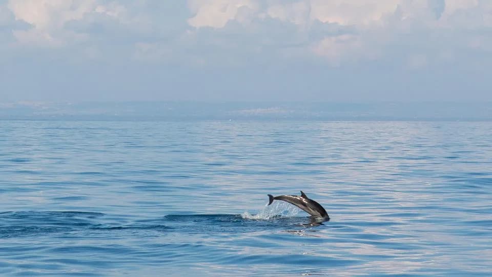 Taranto Returns the Favor: Europe’s First Sea-Based Dolphin Refuge Gives Captive Dolphins a Second Chance