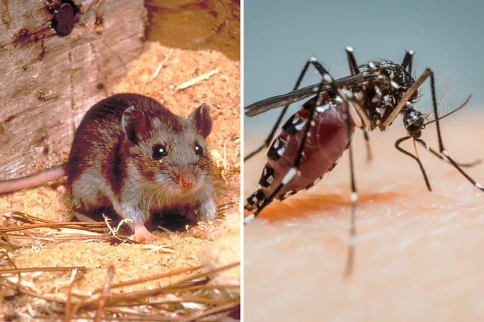 Could a Super El Niño Raise Hantavirus, West Nile and Cyclospora Risks in the U.S.?