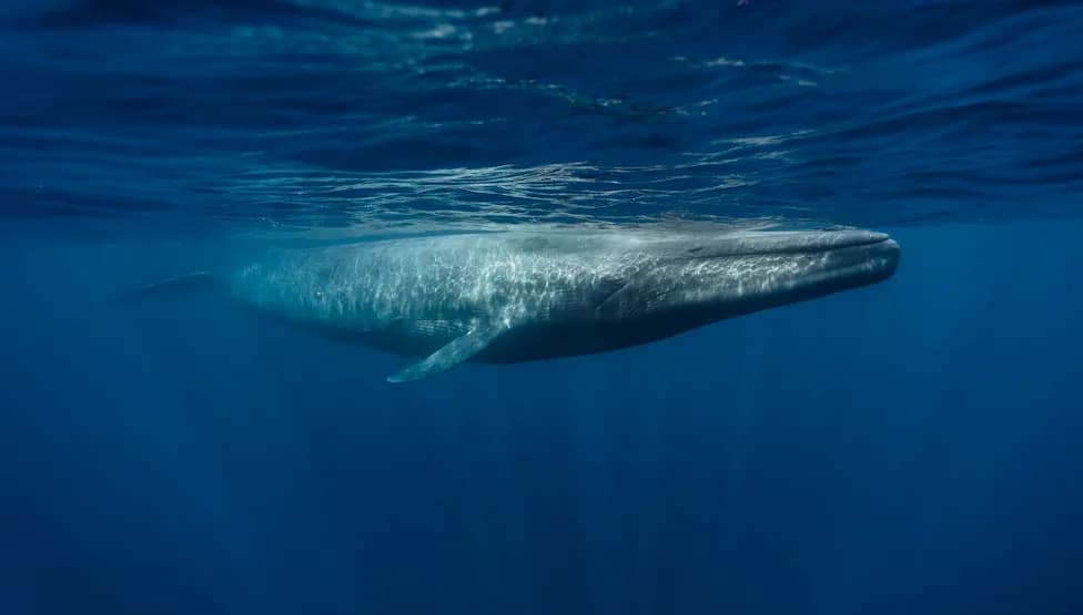 Slow Comeback: Blue and Fin Whale Sightings Rise Off Namibia and South Africa