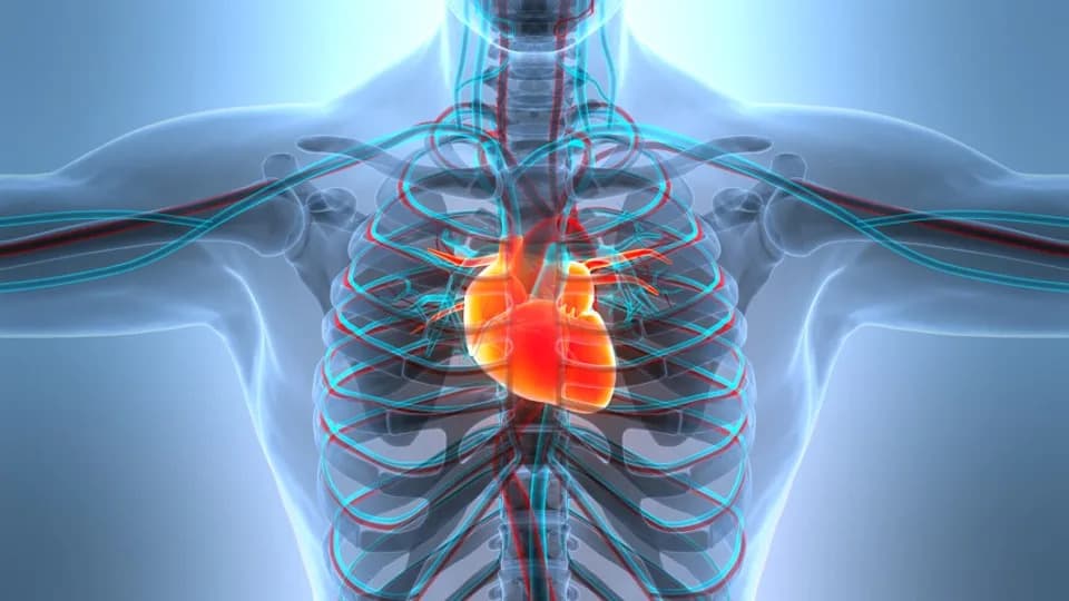 New Study Links Xylitol Levels to Higher Long-Term Risk of Heart Attack and Stroke