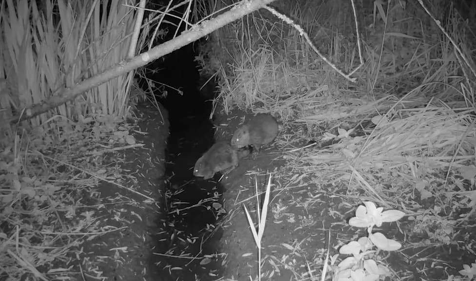Beaver Kits Born Wild in Norfolk Park — First Recorded in Britain for About 500 Years