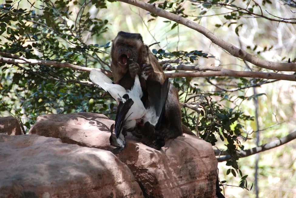 When Fruit Runs Out: Capuchin Monkeys Hunt Lizards, Snakes and Rodents