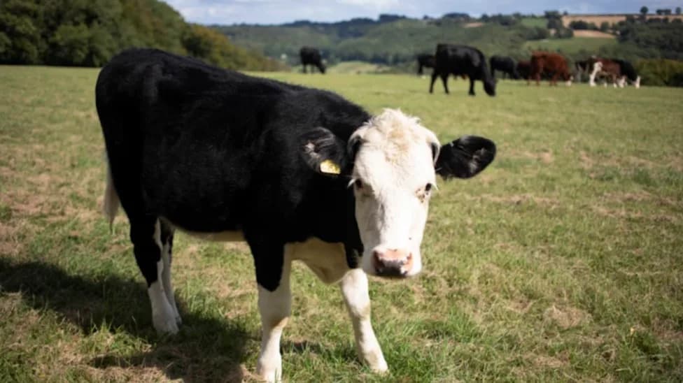 Bluetongue Confirmed In Wiltshire As Vaccine Supplies Run Short