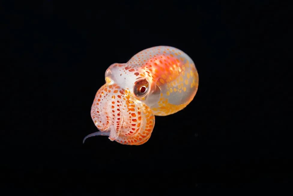 Italy Releases 130,000 Octopus Hatchlings to Fight Invasive Blue Crabs in the Adriatic