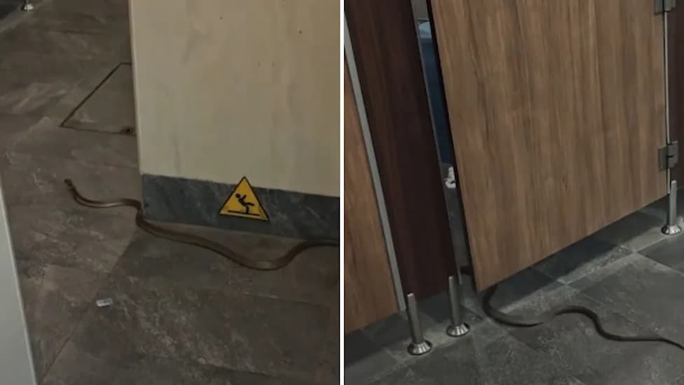 Tourist Steps On Snake In Singapore’s Bird Paradise Restroom; It Slithers Down A Drain
