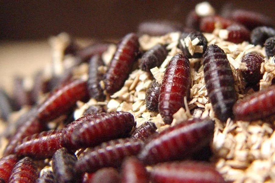 FDA Grants Emergency Authorization for Ivermectin Injections to Fight New World Screwworm in Cattle