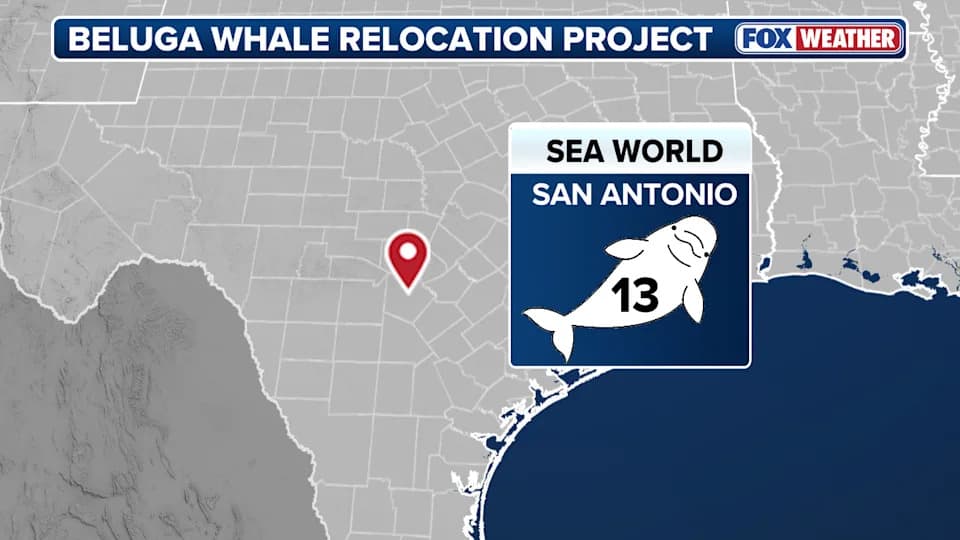 Timeline: How 30 Beluga Whales Were Relocated From a Closed Canadian Marine Park to Five Aquariums
