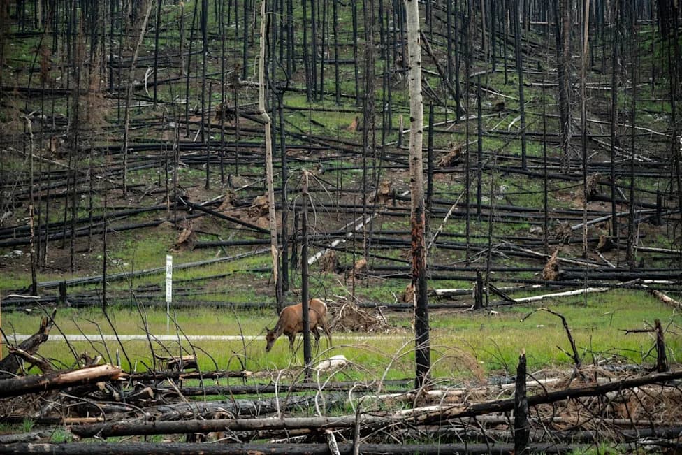18 Largest Environmental Disasters Affecting U.S. National Parks — Wildfires, Floods and Infrastructure Losses