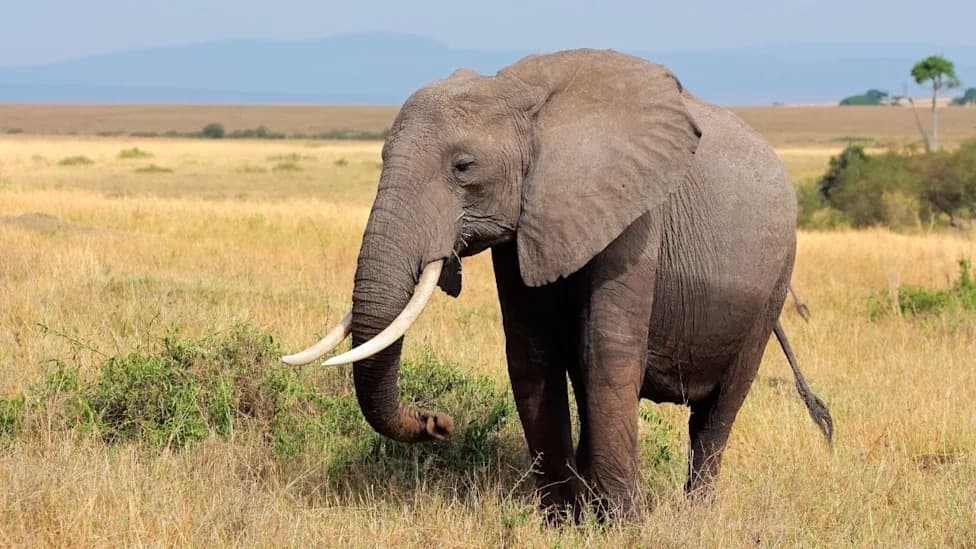 Four Arrested and Released as Kenya Probes Toxic Deaths of 18 Elephants Near Amboseli