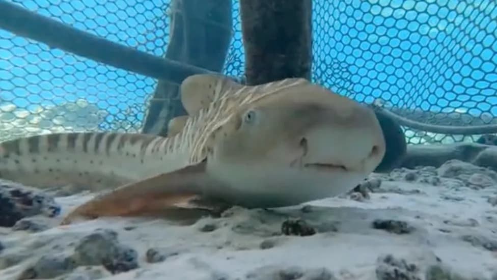 Hope for an Endangered Shark: 82 Aquarium‑Bred Leopard Sharks Released in Raja Ampat