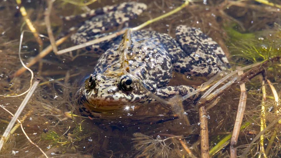 10,000+ Endangered Mountain Yellow-Legged Frogs Reintroduced Across California Mountains in Major Conservation Push