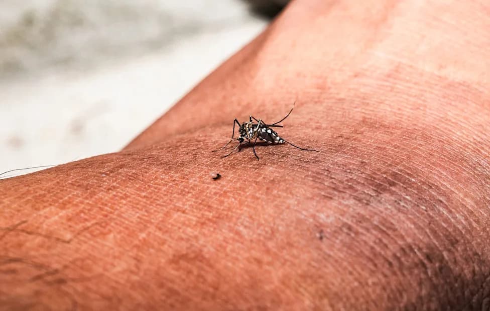 Florida Issues Health Alerts After At Least 10 Locally Acquired Dengue Cases Amid 149 Total Reports