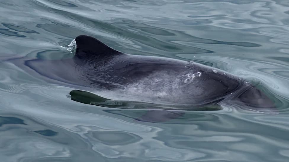 Porpoise Recording Could Help Stop Deadly Net Bycatch
