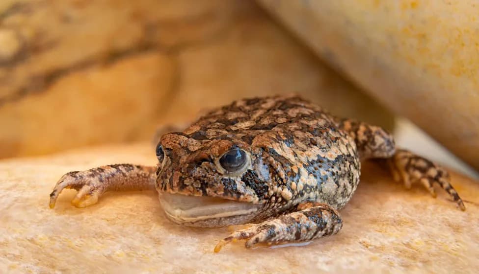 Nearly 500 Critically Endangered Dusky Gopher Frogs Released After Two Decades of Private-Land Restoration