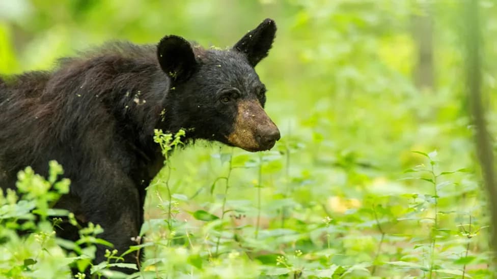 Virginia Tech Finds Temperature and Daylight Combine to Cue Black Bear Hibernation