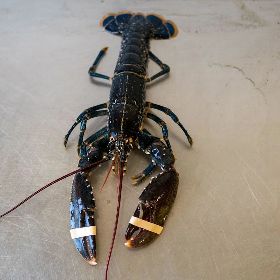 Skye Hotspot? Fisherman Finds Multiple Fiery Orange Lobsters In One Square Mile