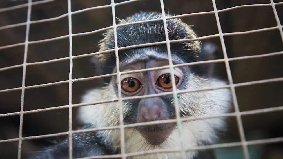 Online Marketplaces Are Fueling Illegal Wildlife Trade and Threatening Global Biodiversity, Study Warns