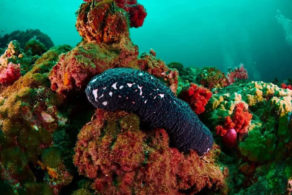 Deep-Sea Breakthrough: Scientists Recover 48 Pacific Species — Most Still Unnamed